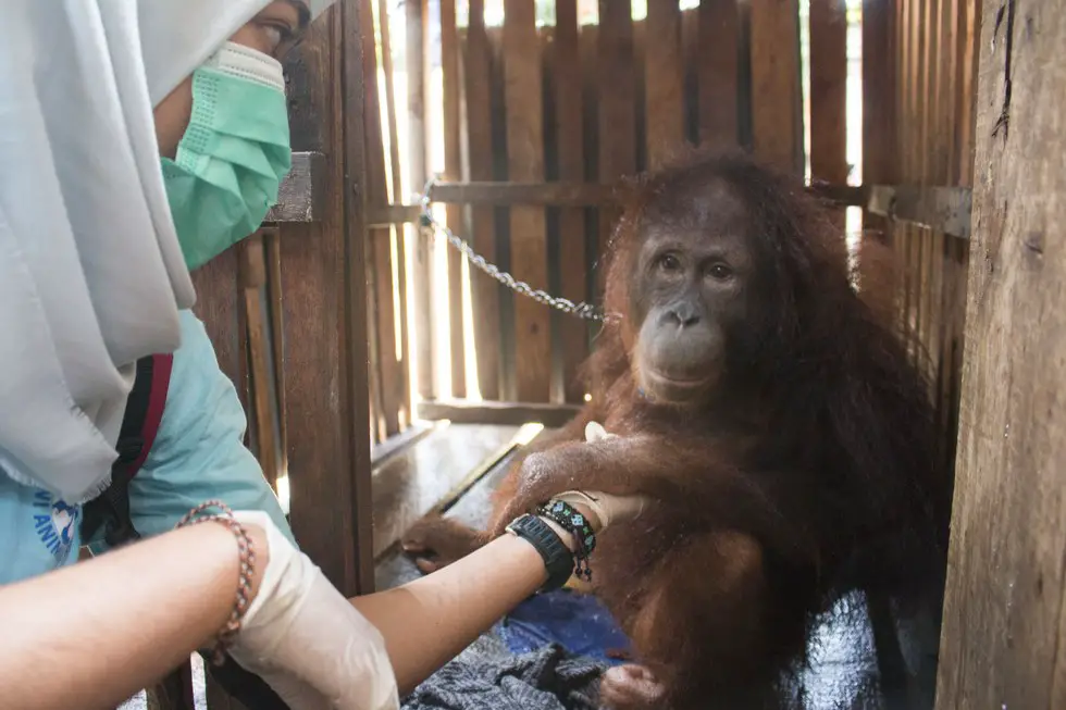 locked up orangutan