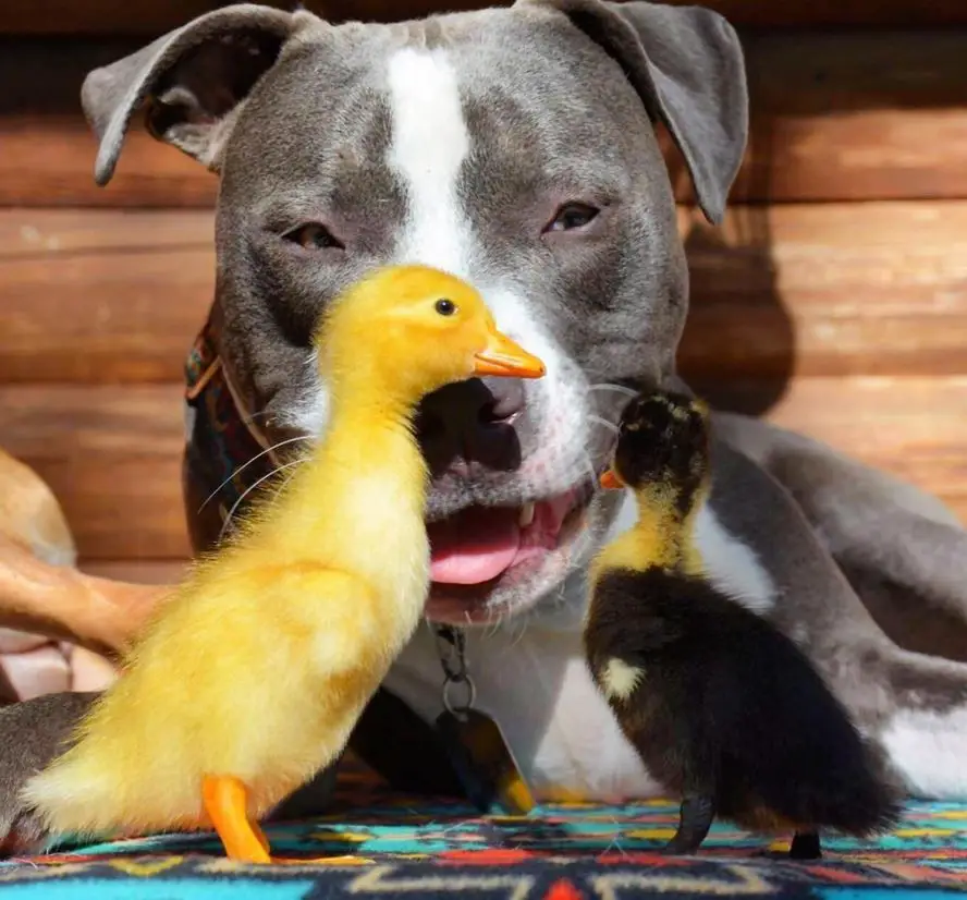 pit bulls and ducks