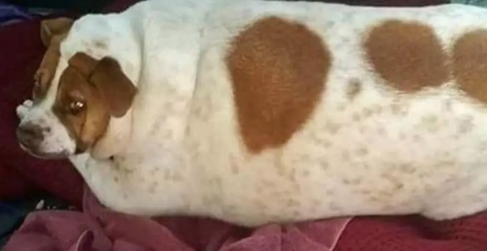 jack russell dog fat mix shed much weighed down diet lazy pound going sheet 80lbs had someone sheds caters agency