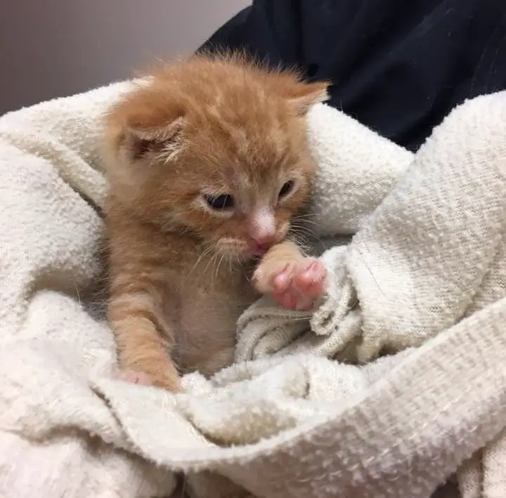 kitten in garbage bin