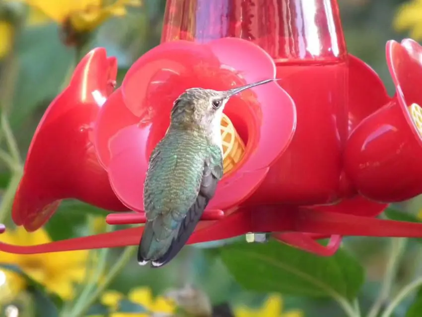 hummingbird red nectar