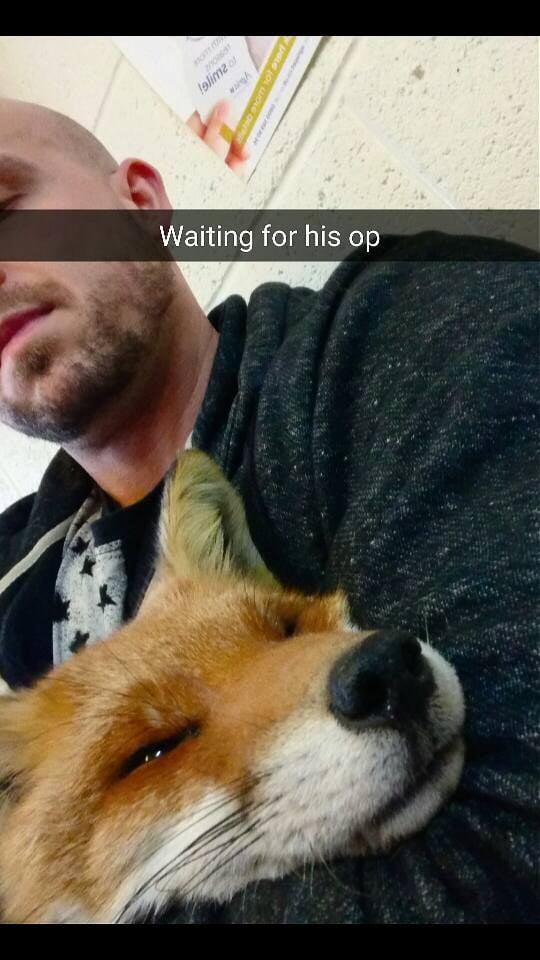 cuddling fox