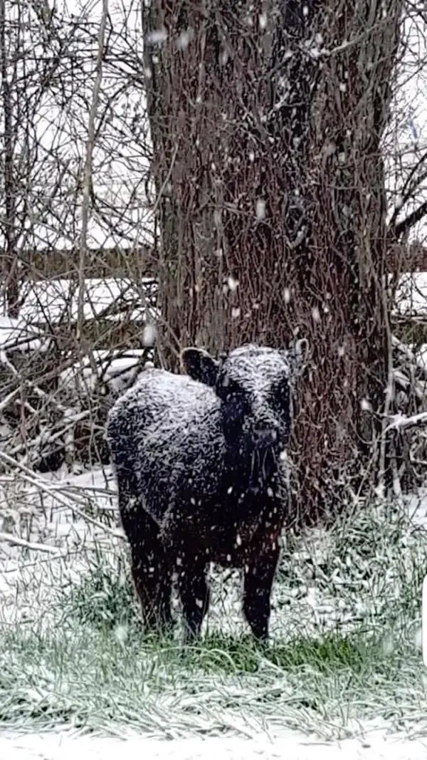 cow and pig