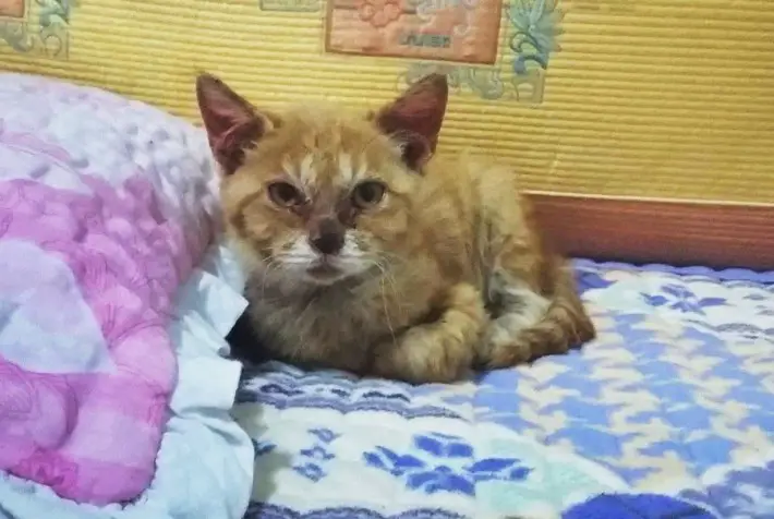 cat eating dirt