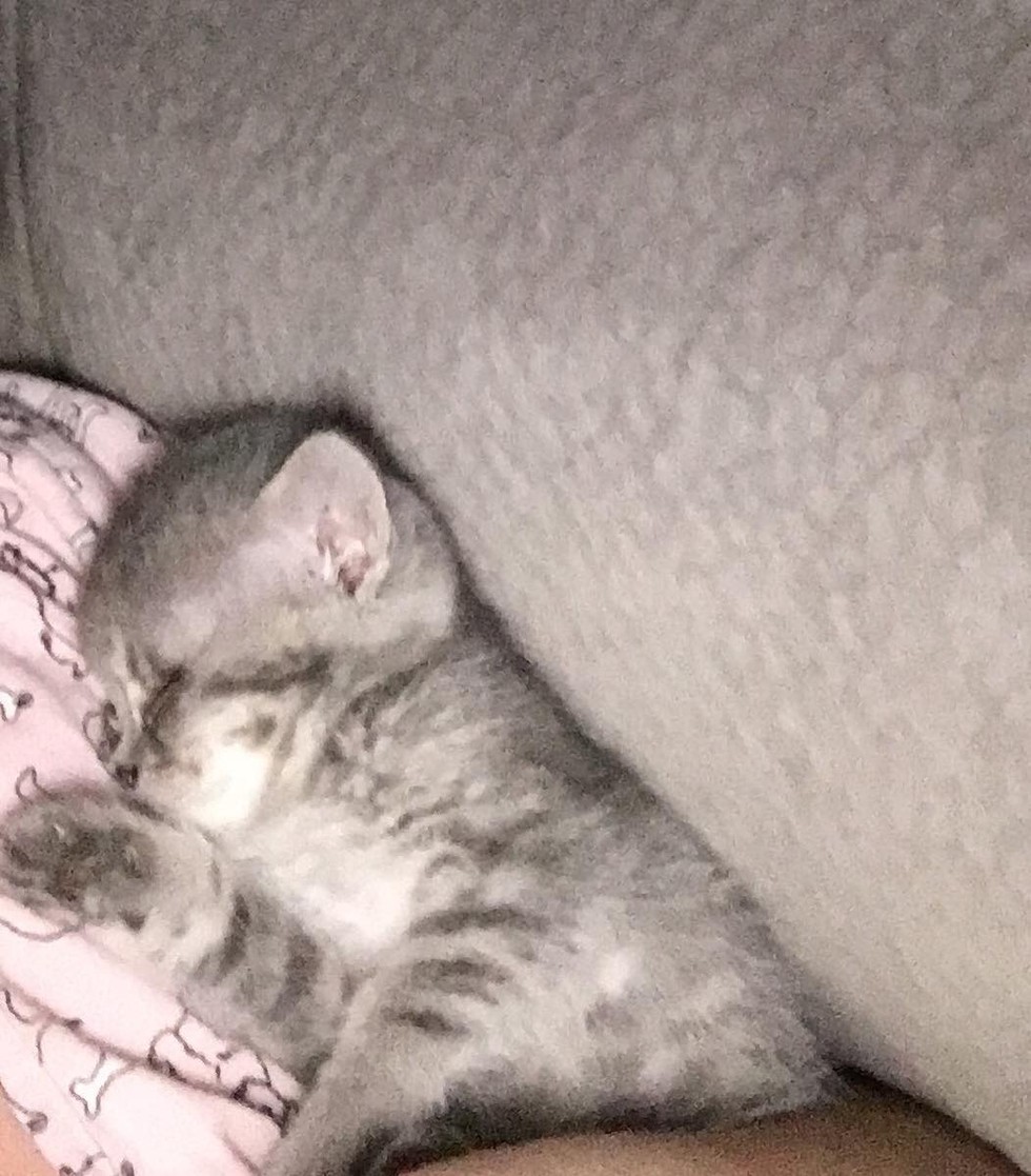 special kitten
