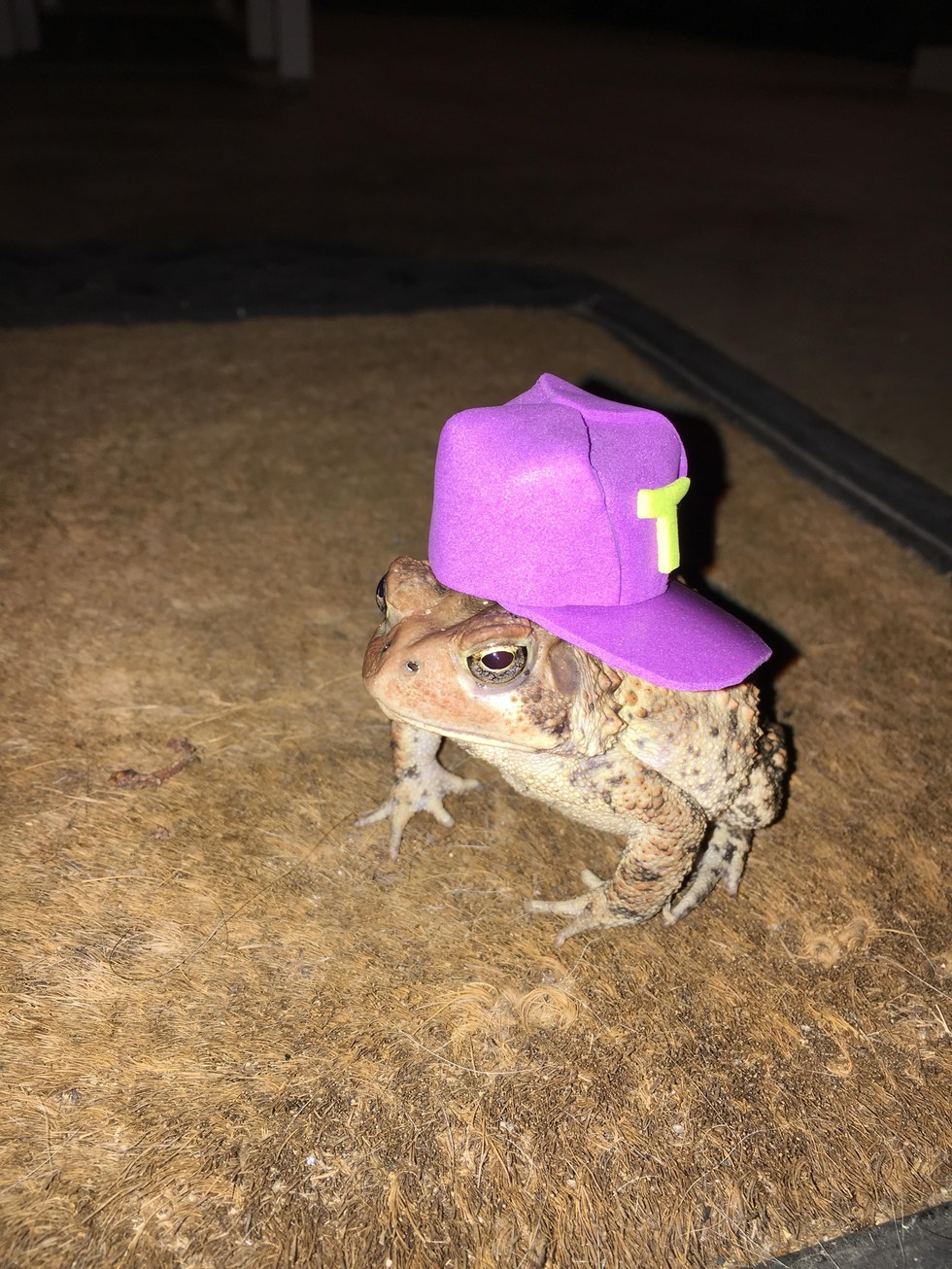 toad and his hats