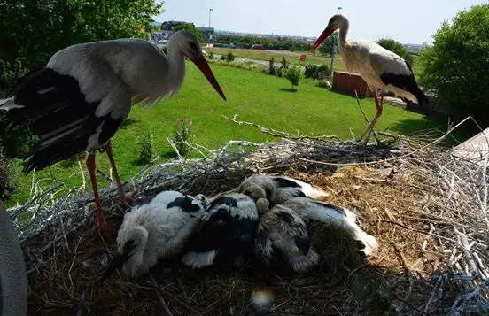 stork soulmates