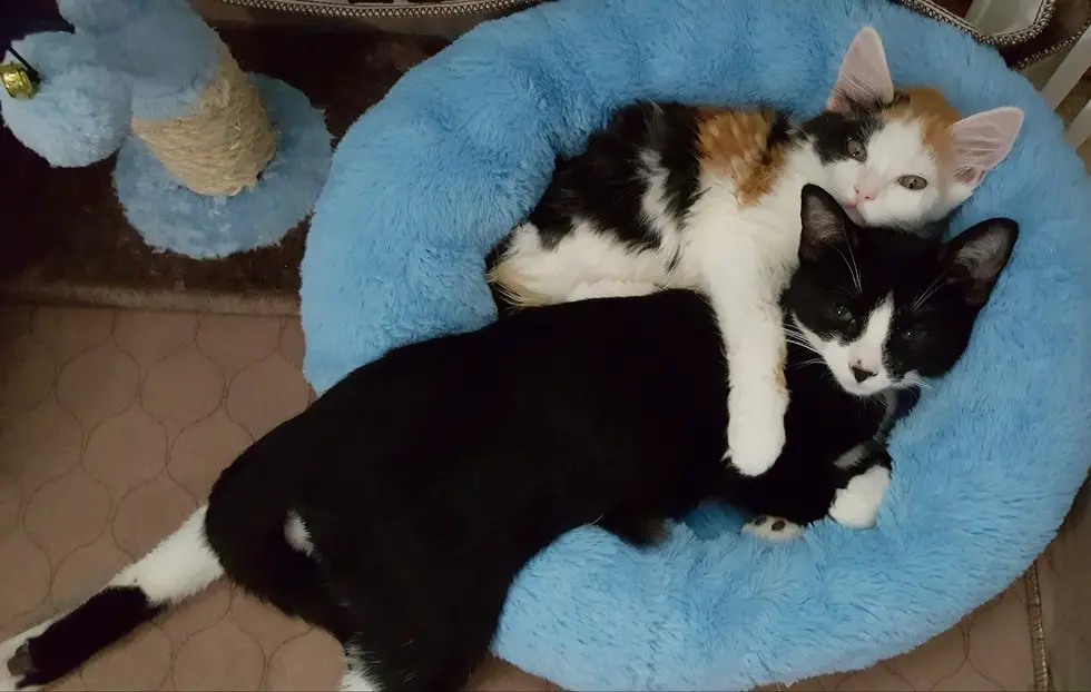 paralyzed kitten