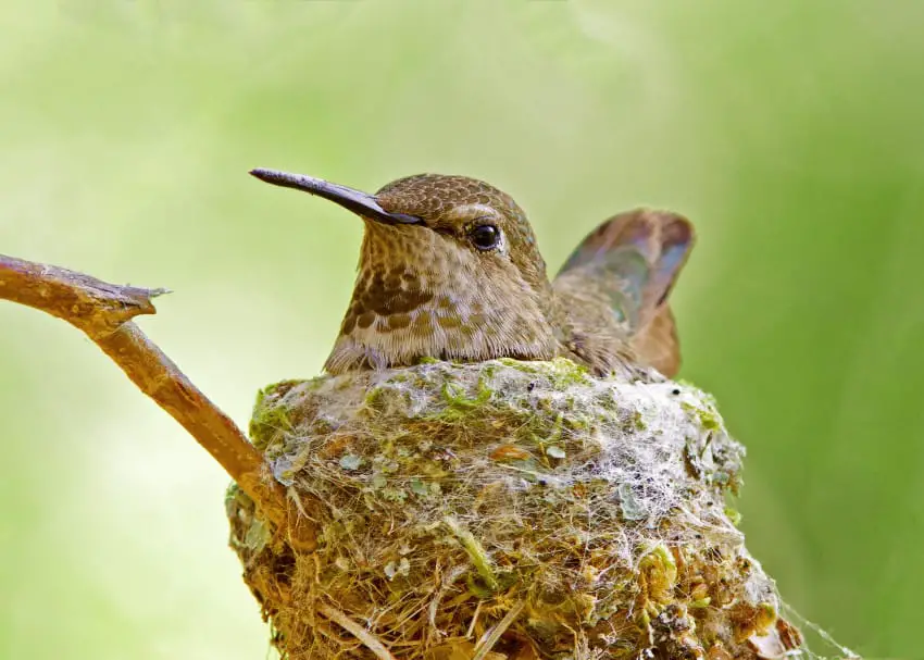 hummingbird eggs