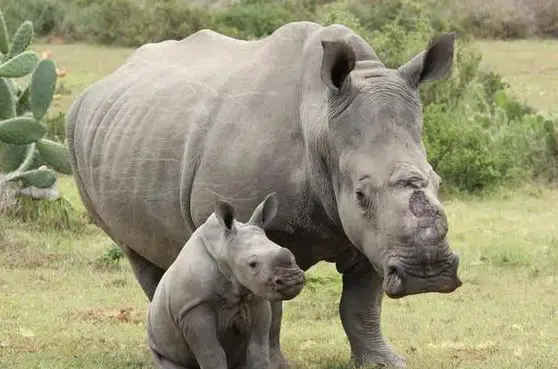 orphaned rhino