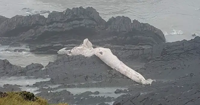 massive sea creature