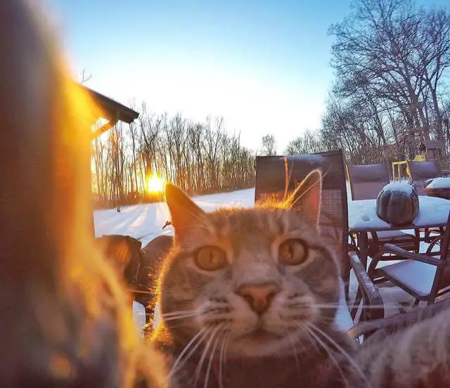 cat selfie