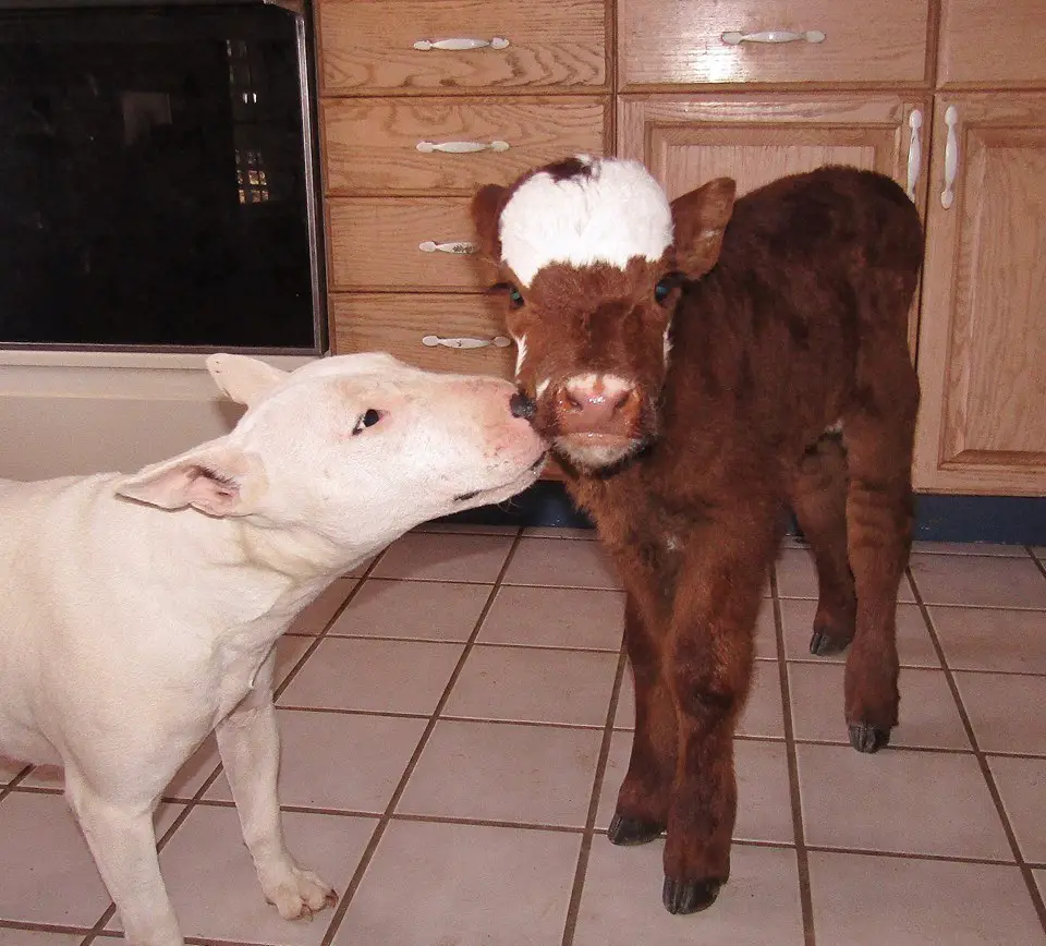 cow and dogs