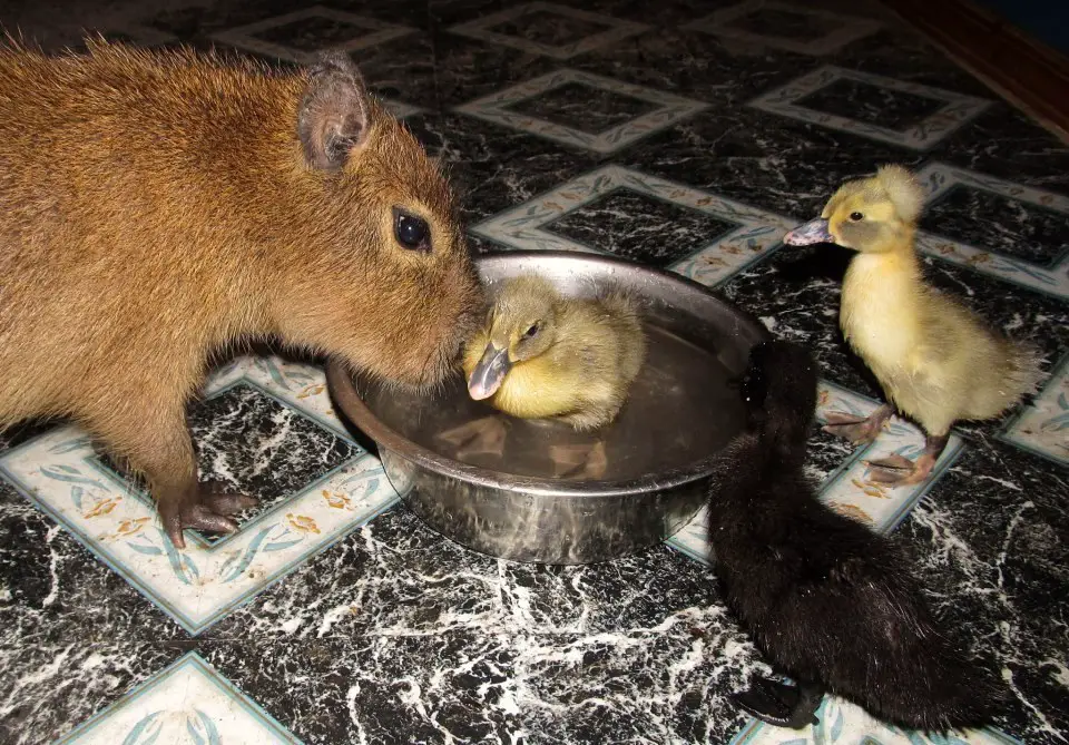 loving capybara