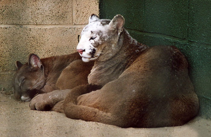 animals with vitiligo