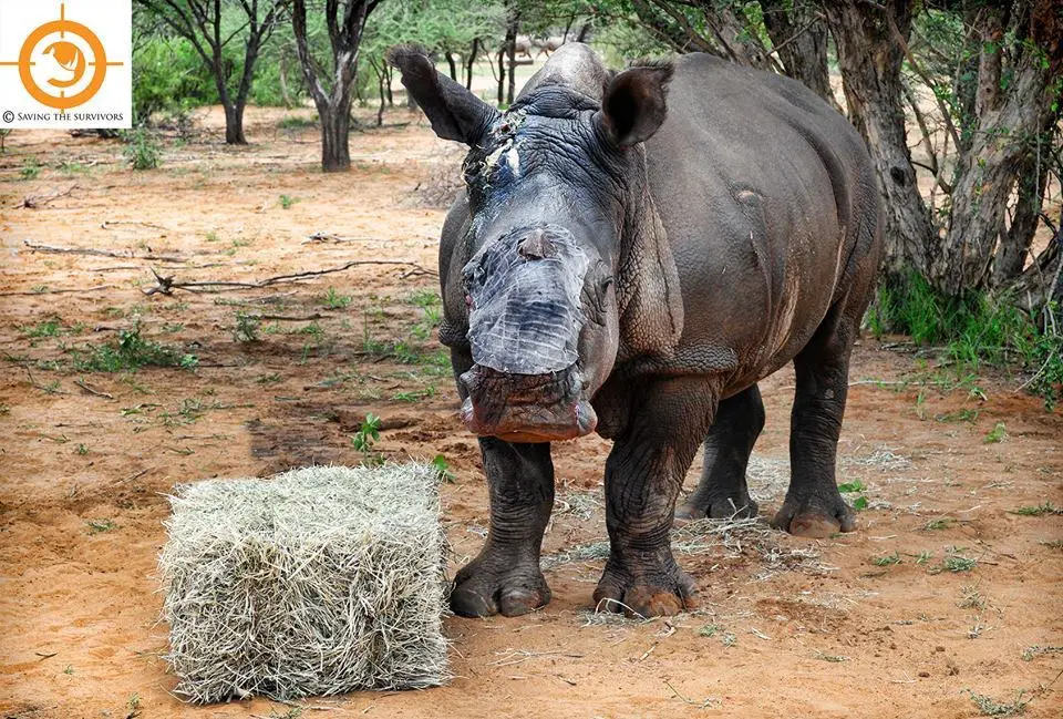 poachers and rhino