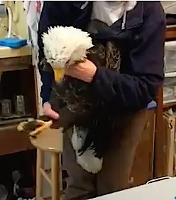 paralyzed bald eagle