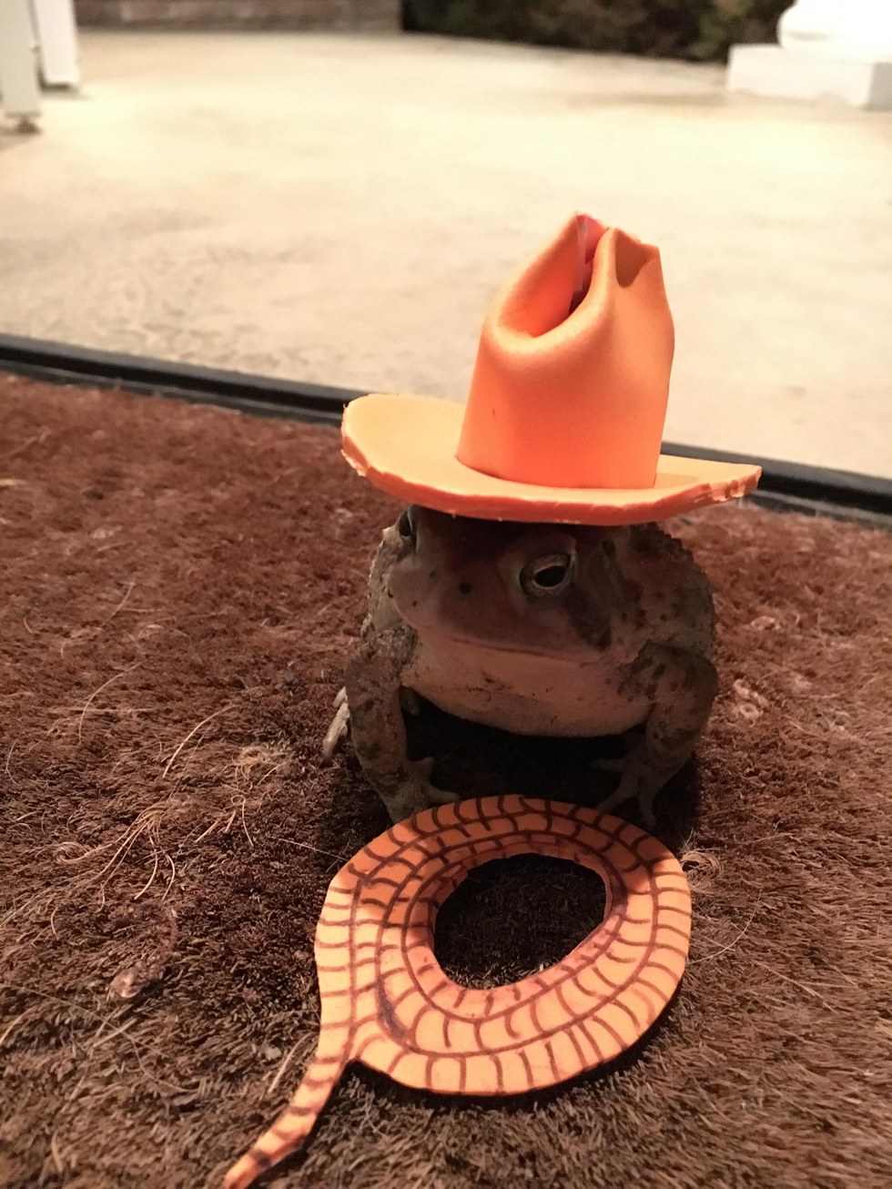 toad and his hats