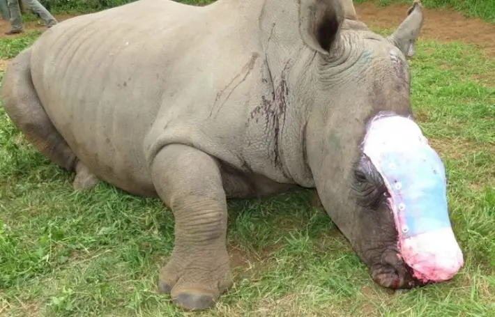 orphaned rhino