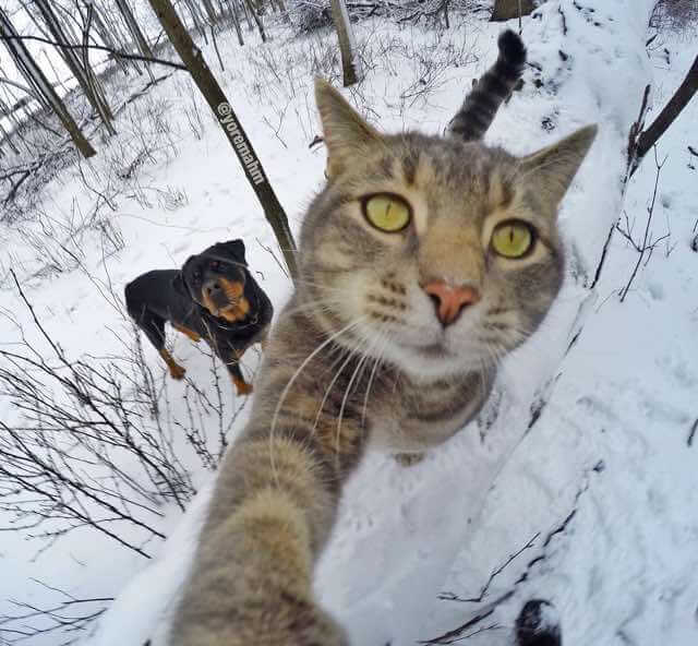 cat selfie