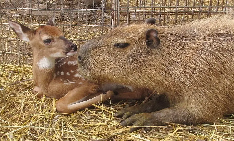 loving capybara