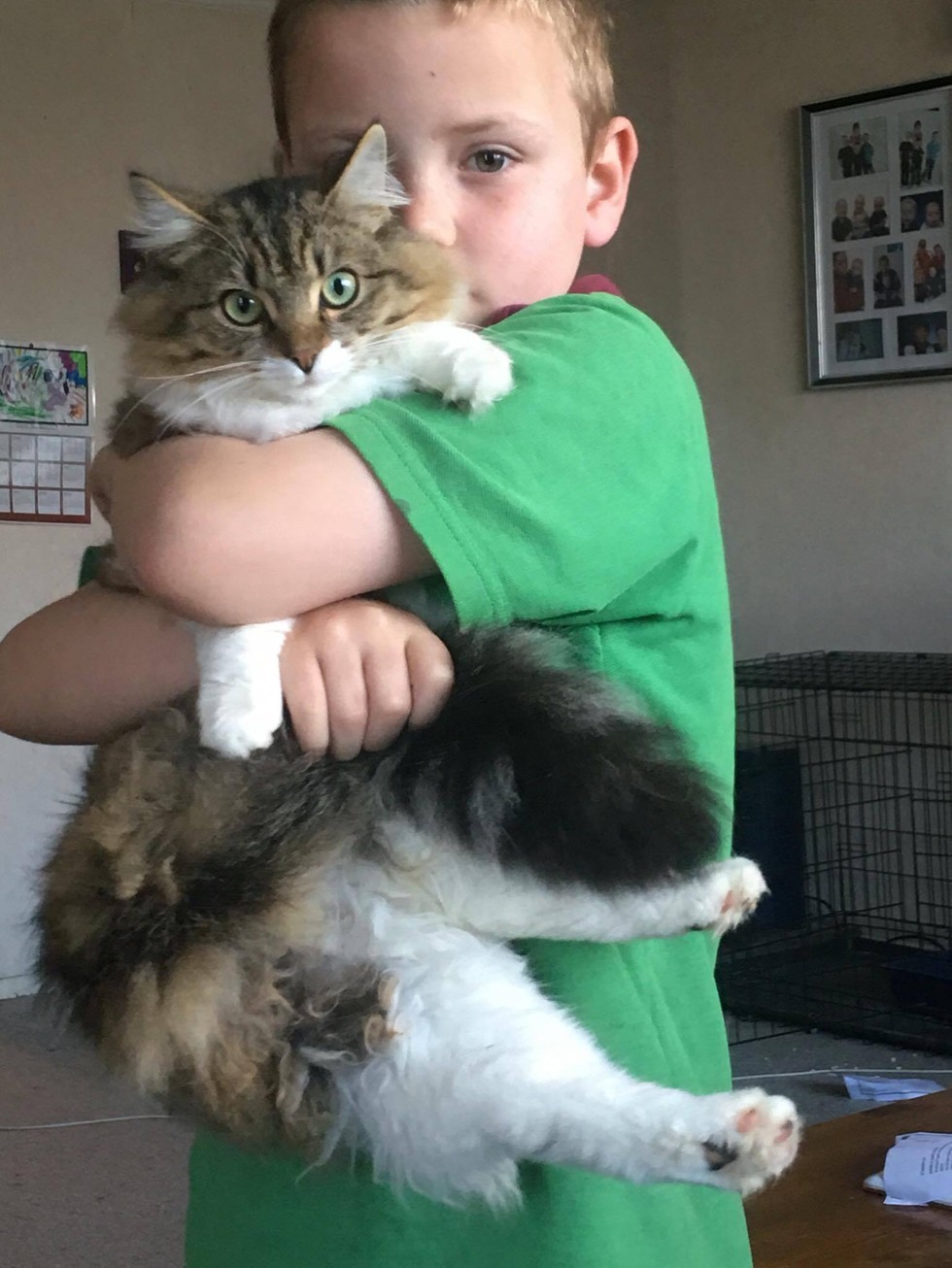 kitten and boy