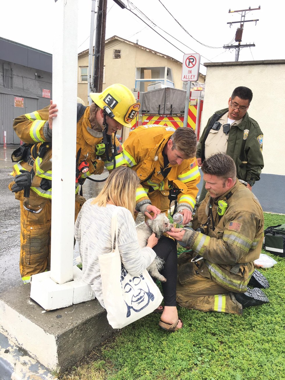 dog and firefighter