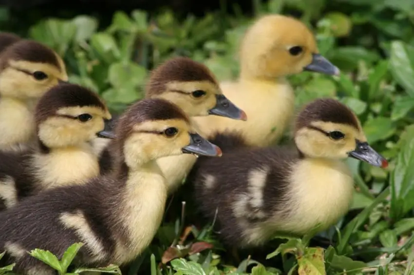 bread and ducks