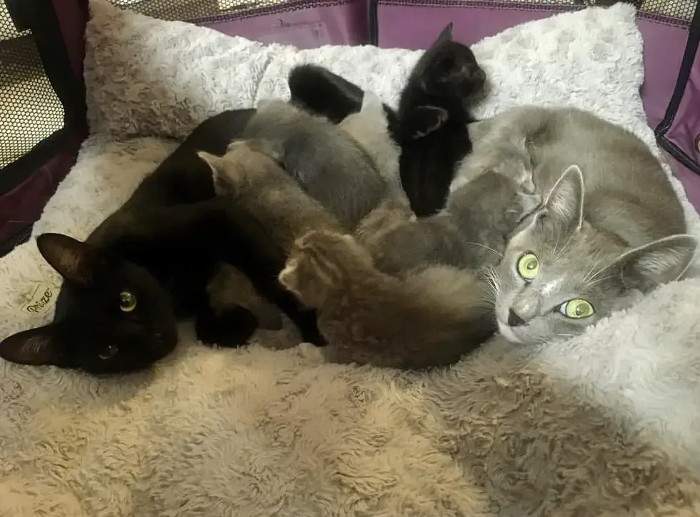 cats and kittens