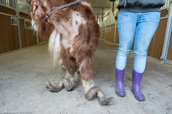 pony and horse neglect