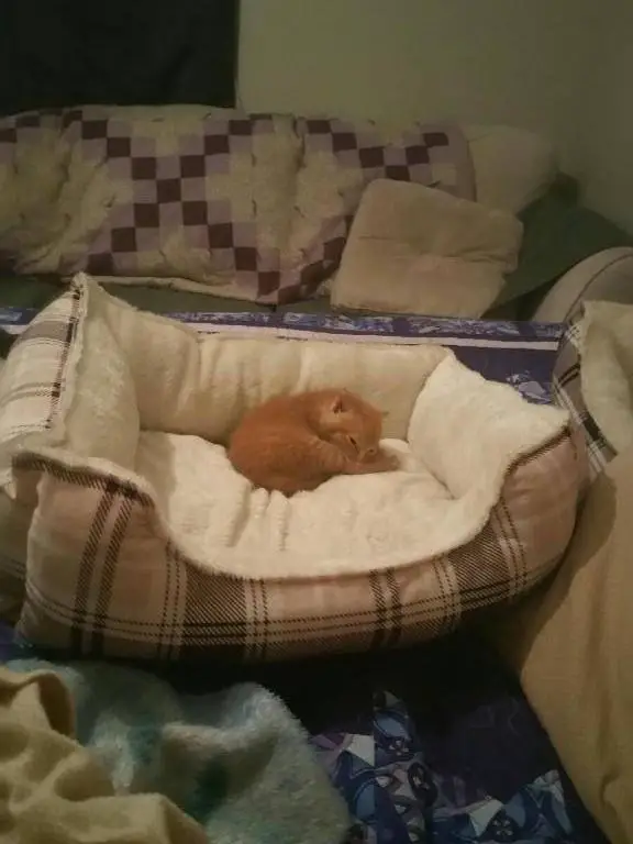 kitten in garbage bin