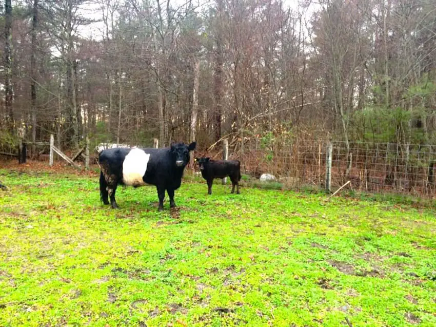 cow and pig