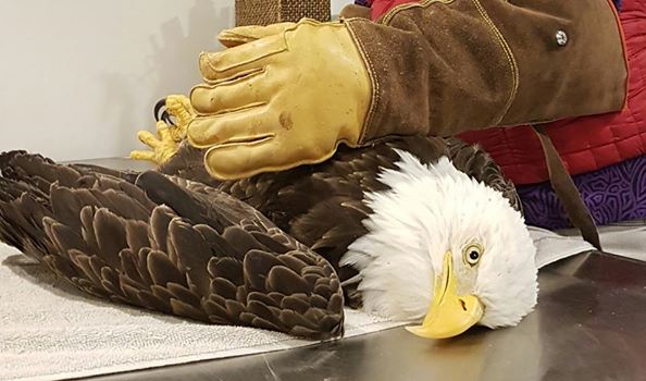 paralyzed bald eagle