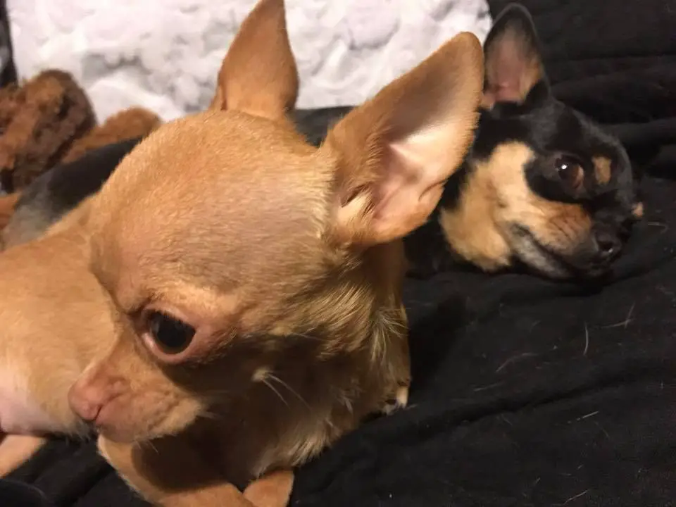 tiny chihuahua