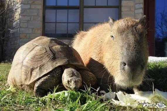 loving capybara