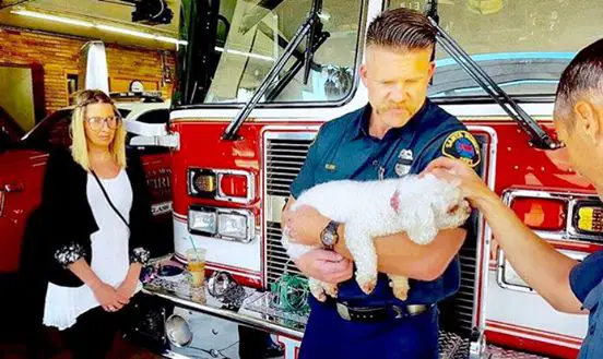 dog and firefighter