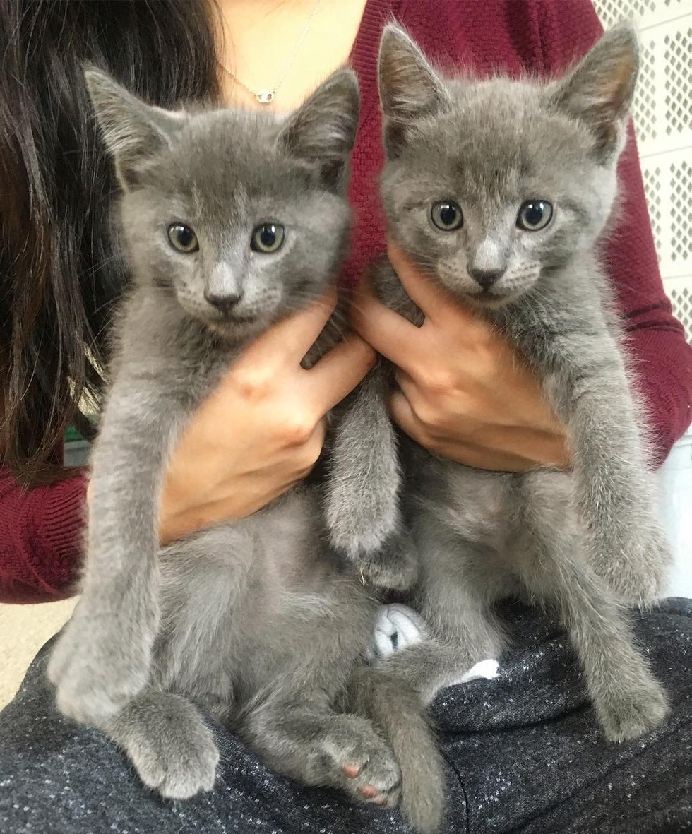 cats and kittens