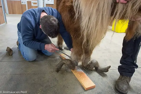 pony and horse neglect