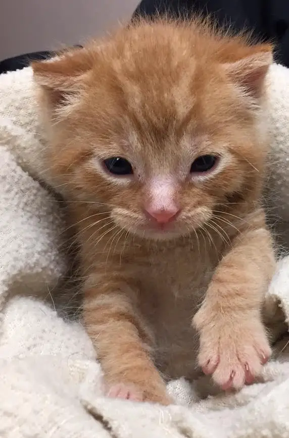 kitten in garbage bin