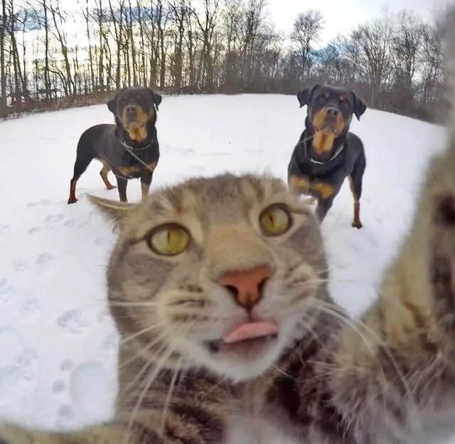 cat selfie