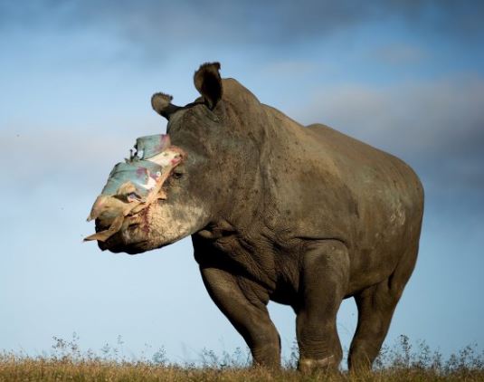 orphaned rhino