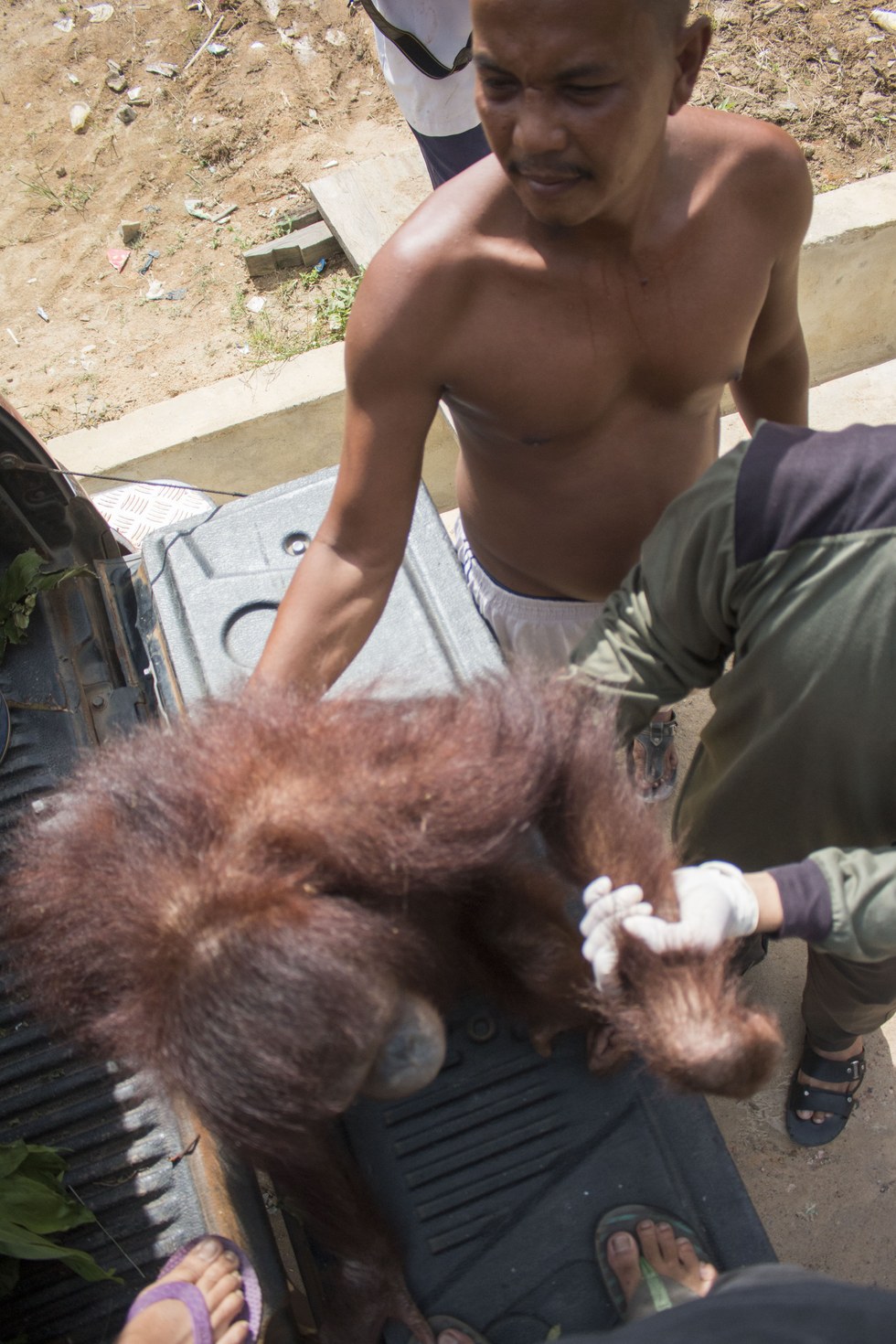 locked up orangutan