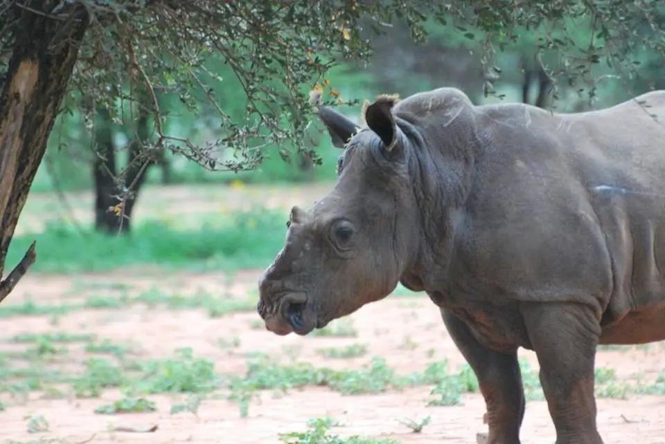 poachers and rhino