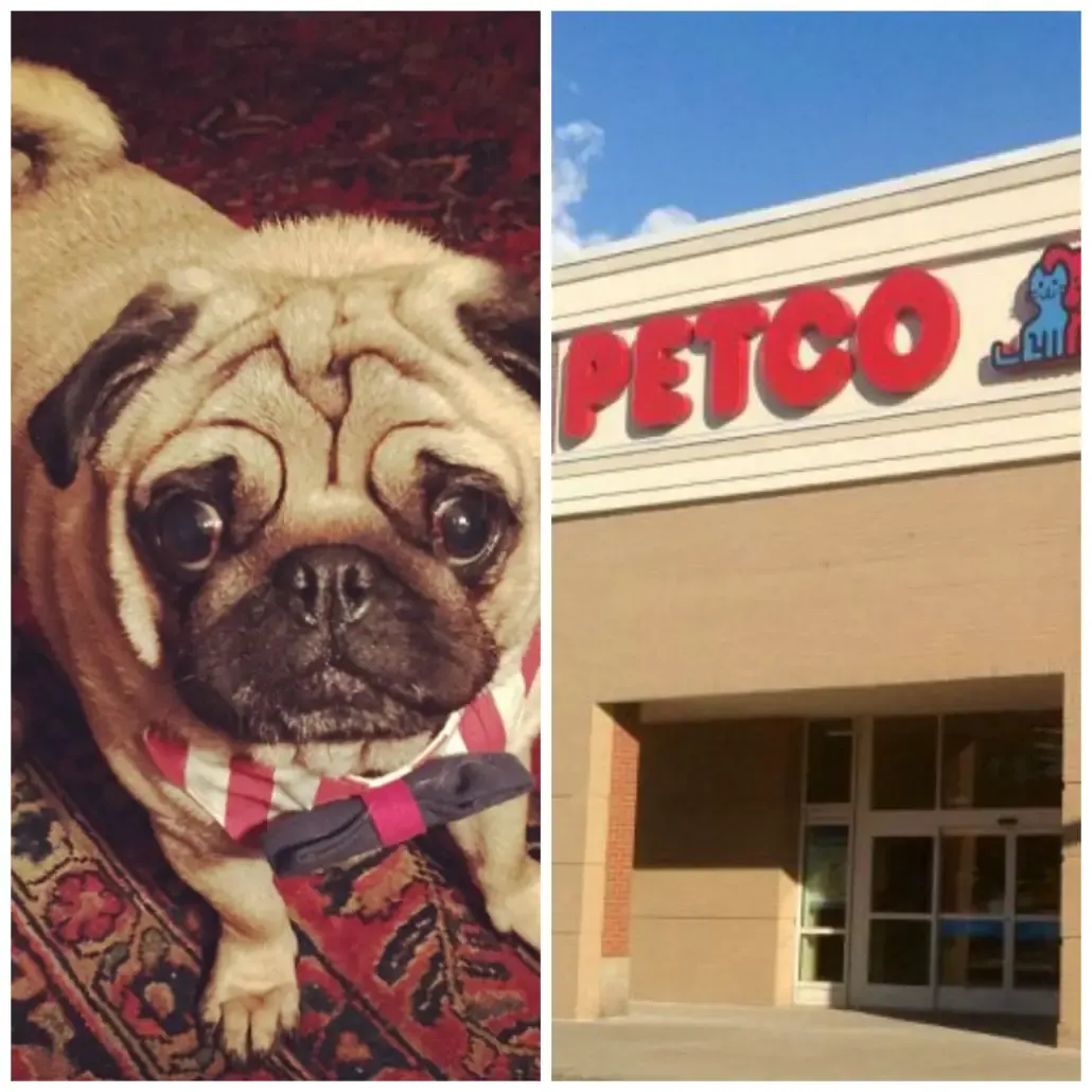 dog dead at groomer