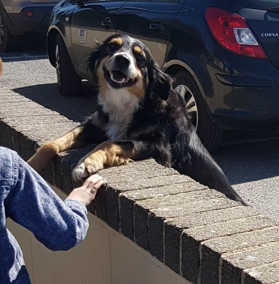 dog goes to school