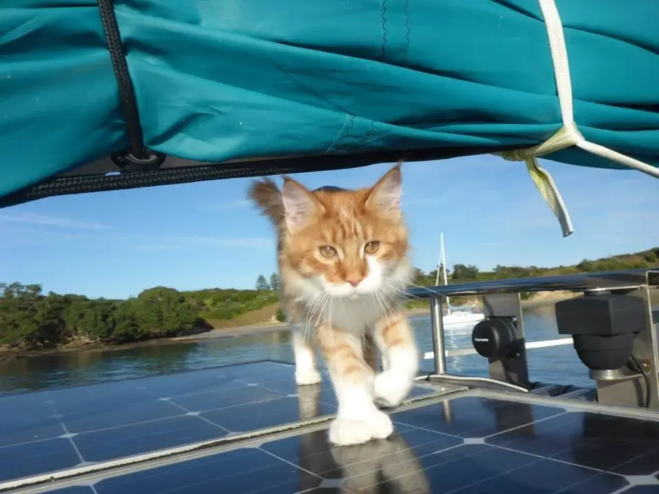 cat and sailor
