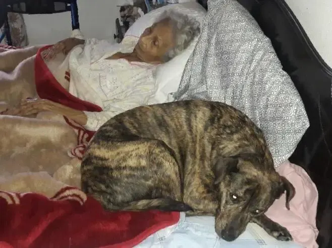 rescue dogs