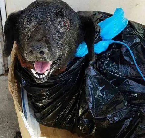 dog in plastic bag