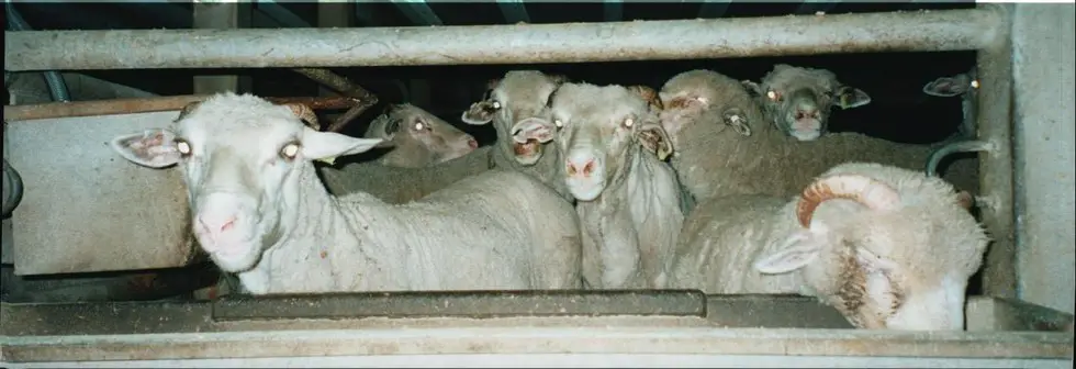 live animals export