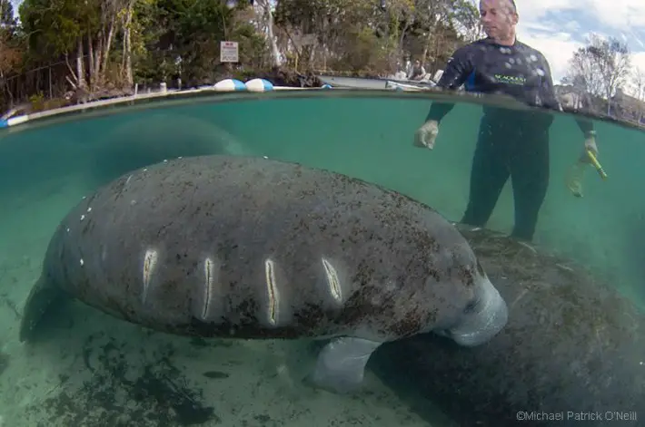 manatees and boats